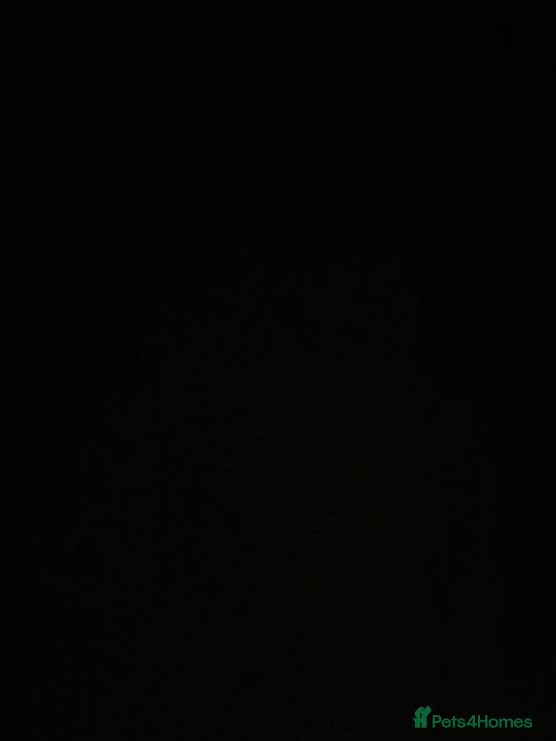 Alaskan Malamute dogs for sale: Alaskan Malamute Female 9 Months Old - Advert 3