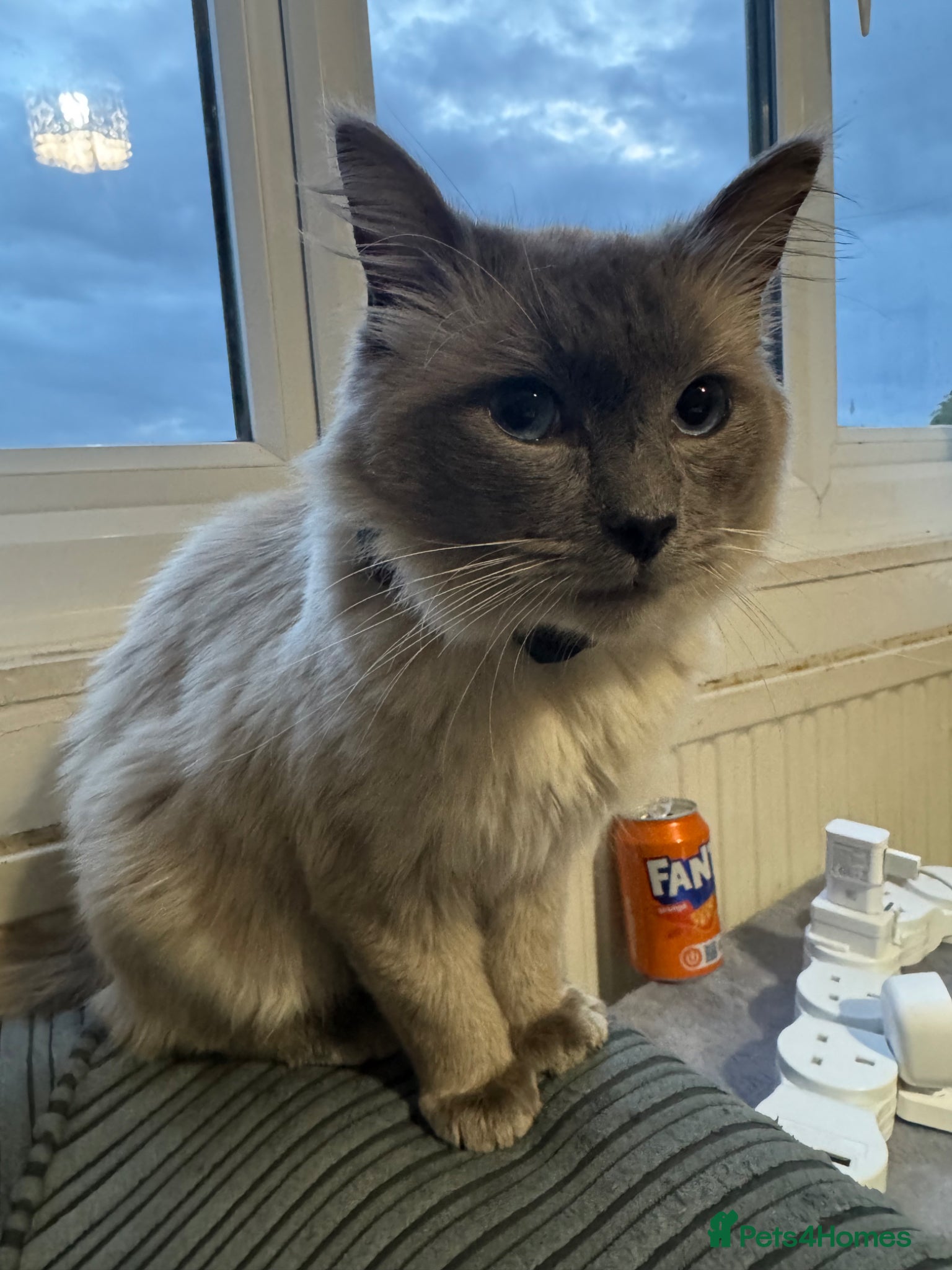Ragdoll cats for sale: A beautiful and calm ragdoll cat  - Advert 2