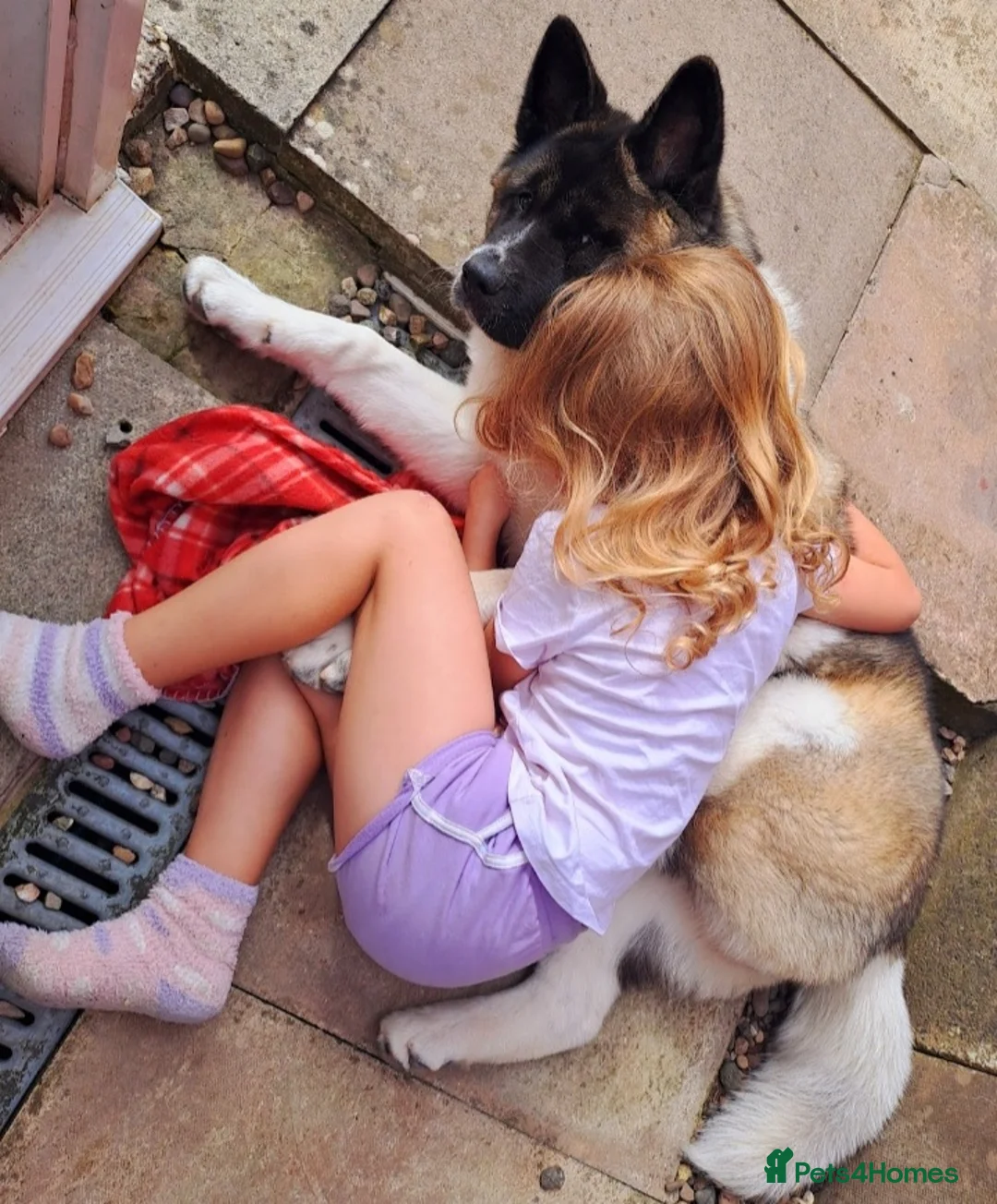 Akita dogs for sale: Rehoming Our Beautiful Biscuit - Advert 2