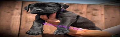 Cane Corso 9
