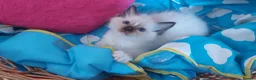 Ragdoll cats for sale: RAGDOLLS GIRL SEAL POINT BLUE EYES  - Advert 13