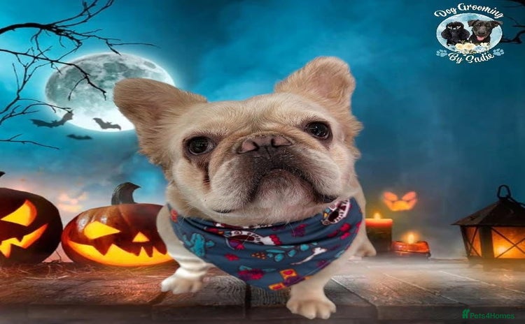 French Bulldog dogs - Advert 7