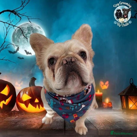 French Bulldog dogs - Advert 7