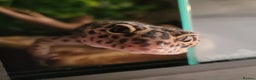 Leopard Gecko reptiles for sale: 2 leopard geckos and 2 complete setups - Advert 2