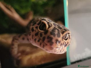 Leopard Gecko reptiles 2 leopard geckos - Advert 17