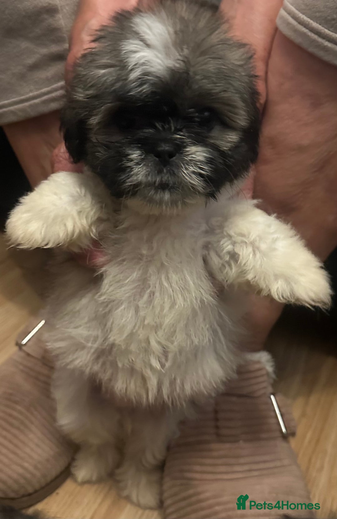 Shih Tzu dogs for sale: Shih Tzu puppies  - Image 3