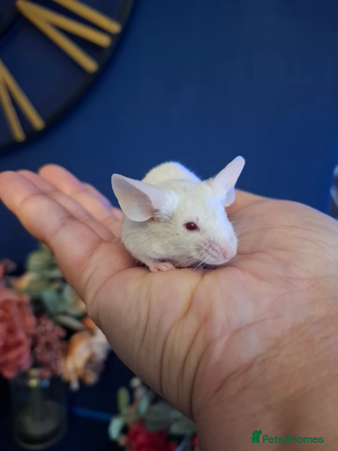 Mouse rodents for sale: Breeding fancy mice plus setups. PET HOME ONLY - Advert 4