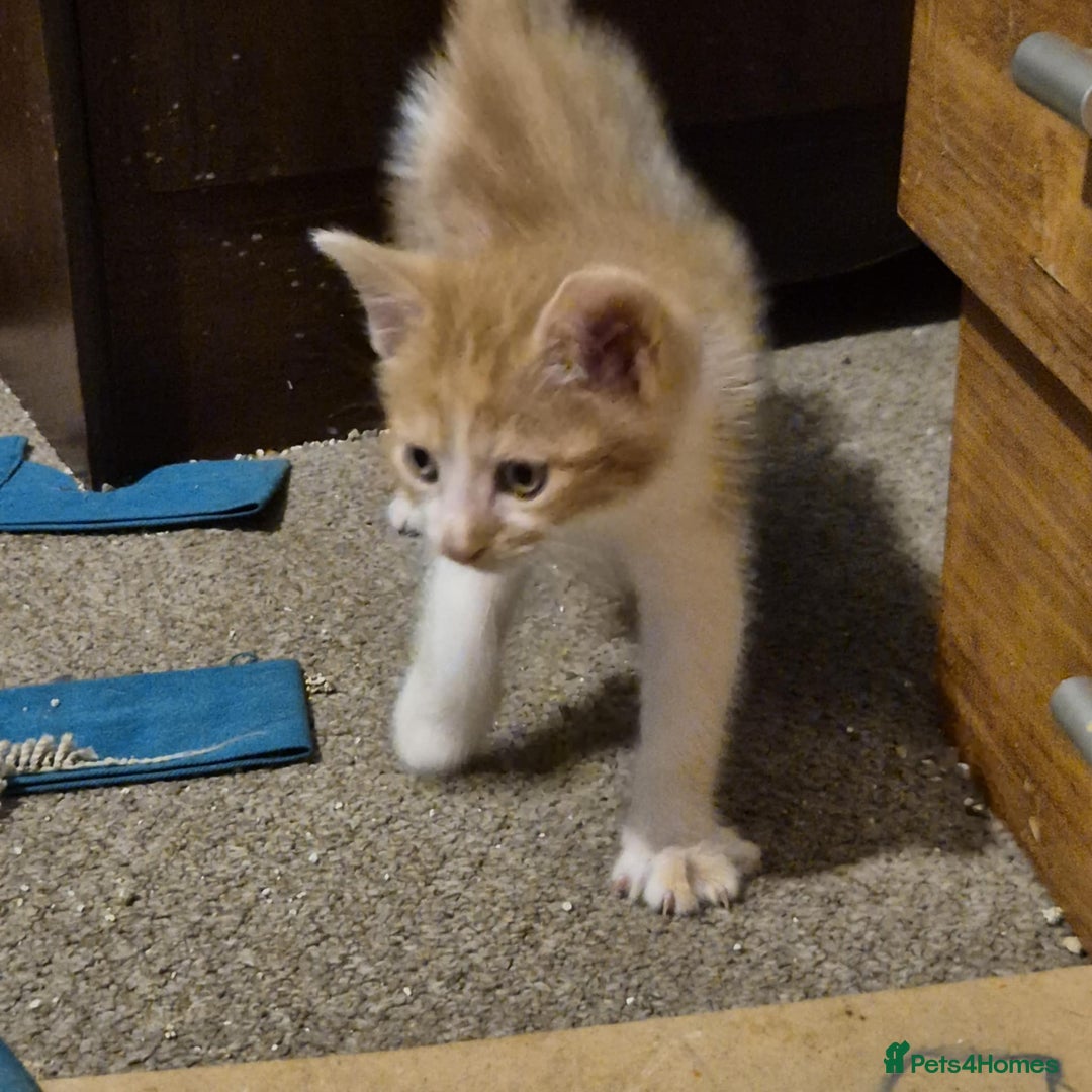 Mixed Breed cats for sale: Kittens ready for there forever homes - Image 2