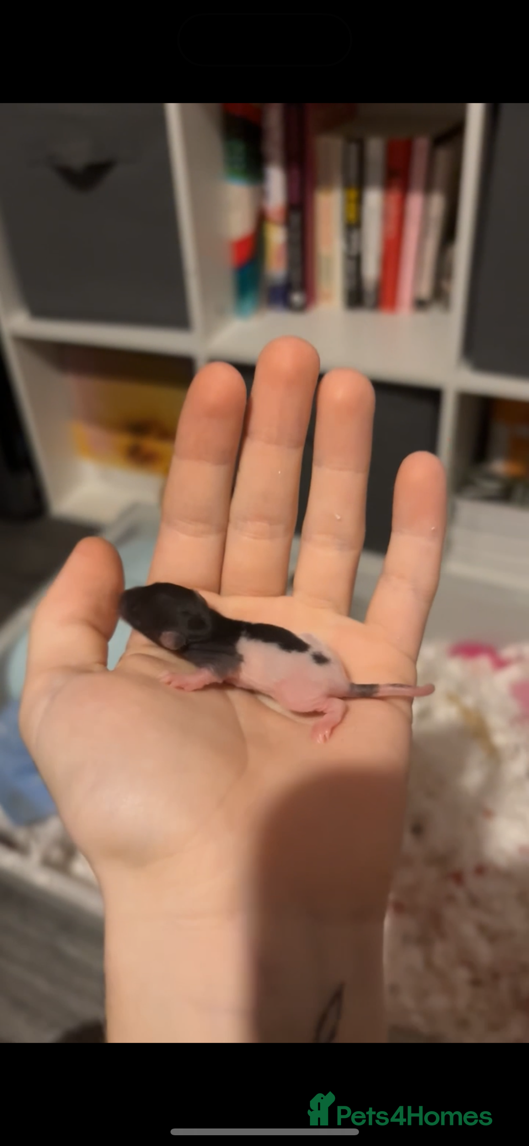Rat rodents for sale: BABY RATS FOR SALE ( end of jan / start of feb) - Advert 23