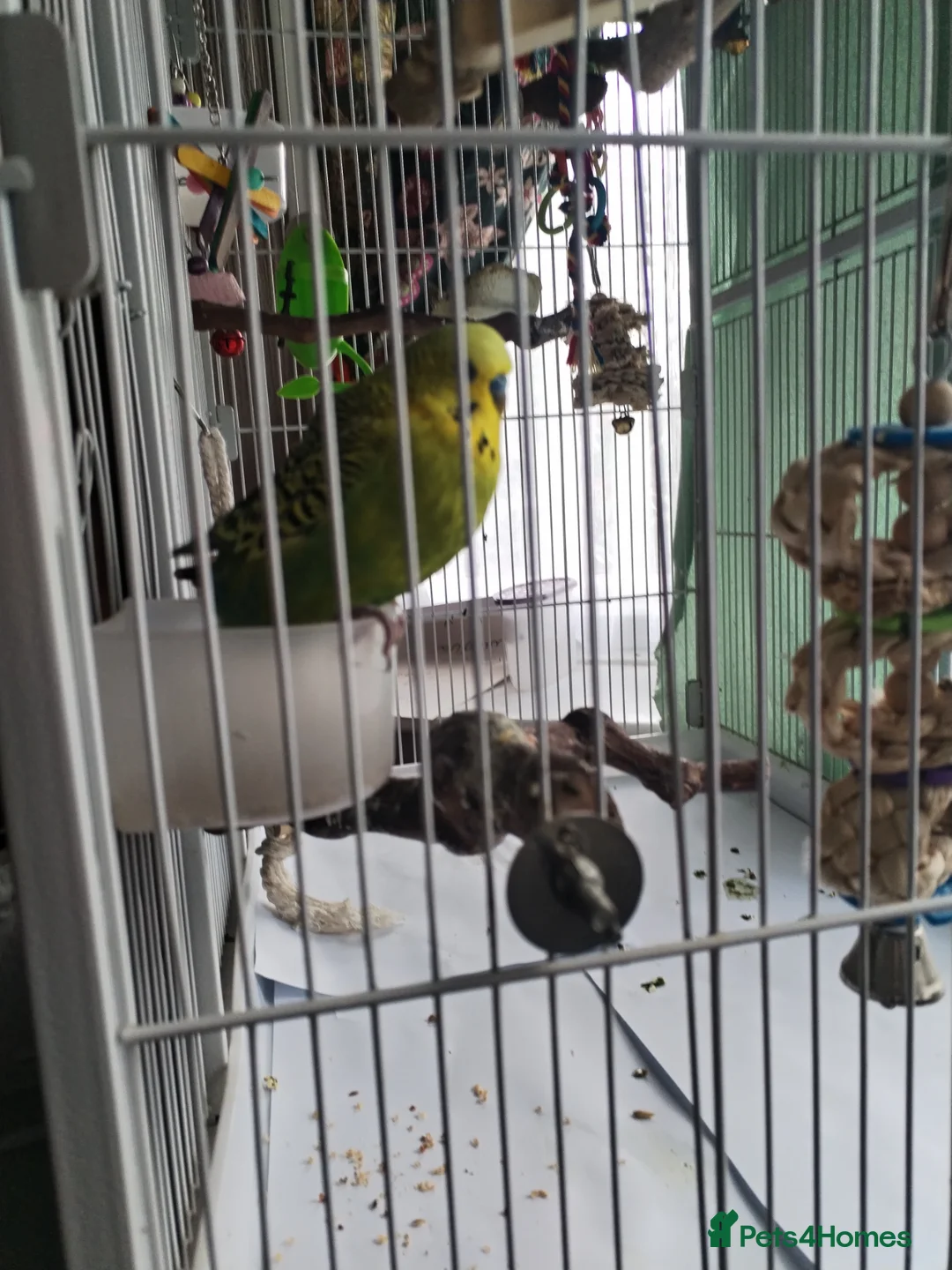 Budgerigars birds for sale: Budgie looking for a home with a friend  in Thornton-Cleveleys - Advert 2