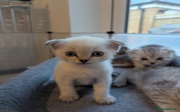 Scottish Fold cats for sale: 🐾 Beautiful Scottish Fold Kittens (3 Reserved) 🐾 - Image 24