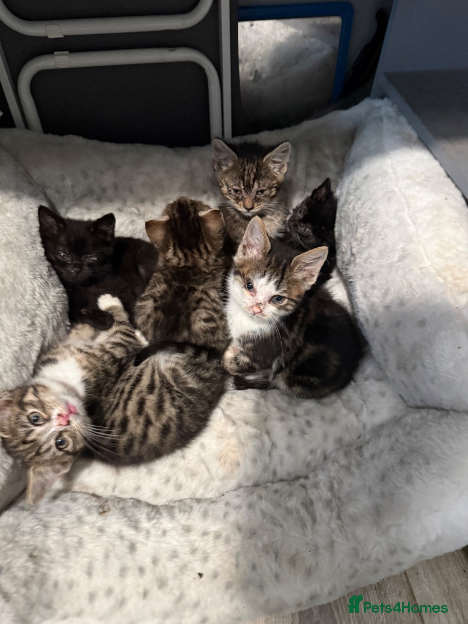 Mixed Breed cats The BOYS are ready - Advert 1