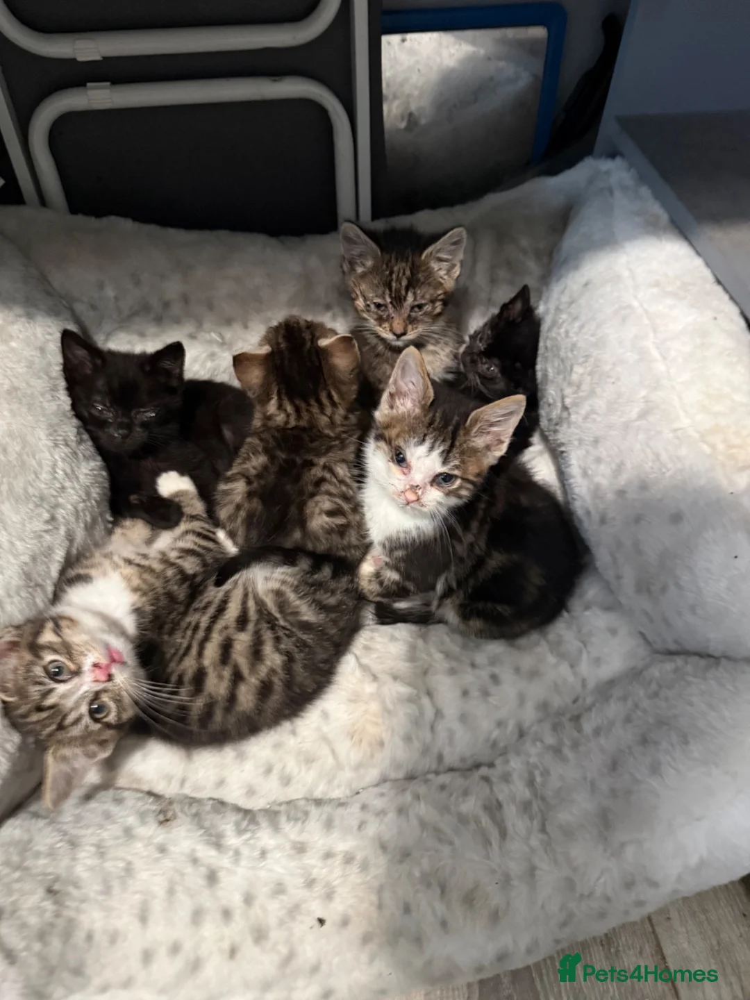 Mixed Breed cats for sale: The BOYS are ready - Advert 1