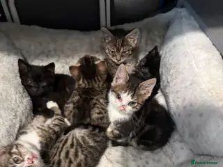 Mixed Breed cats The BOYS are ready - Advert 12