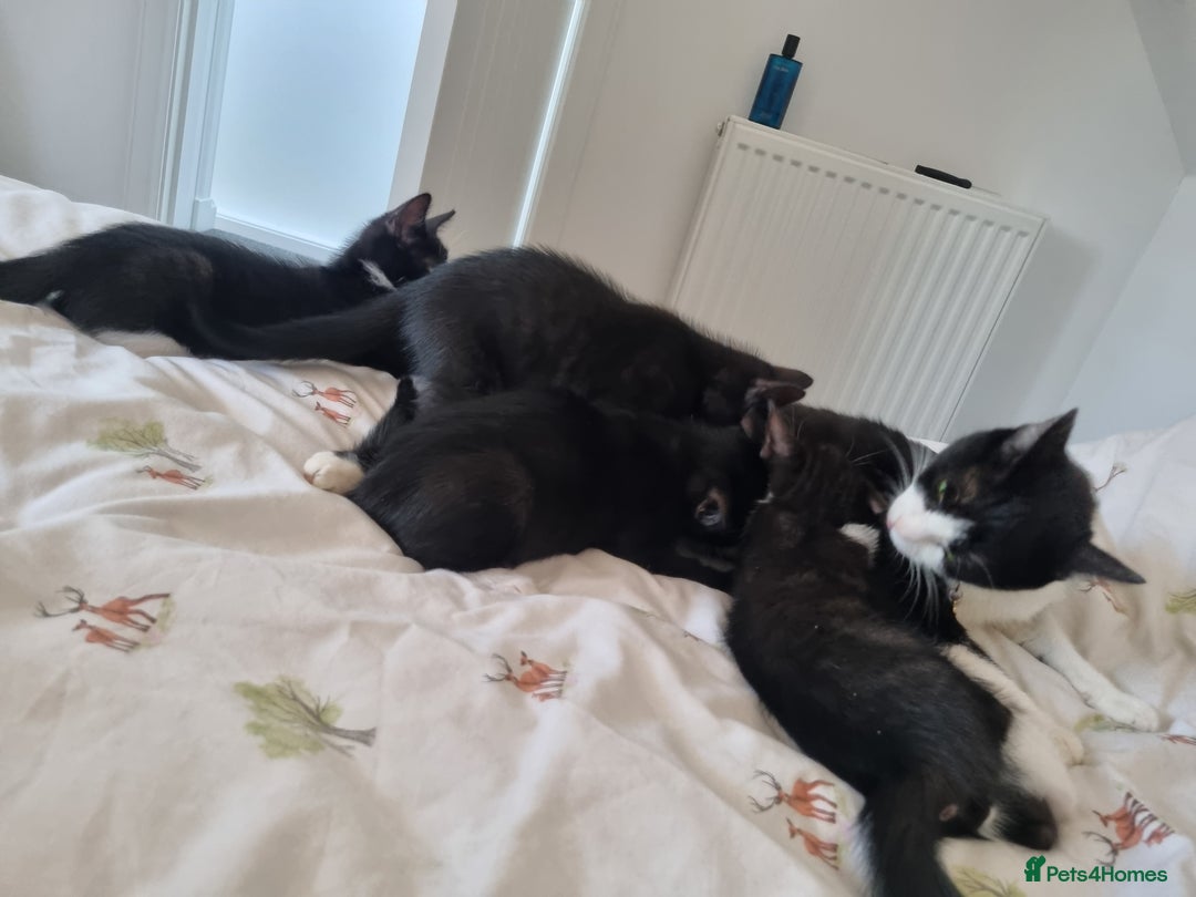 American Shorthair cats for sale: Kittens for sell, ready to go now!  - Image 4