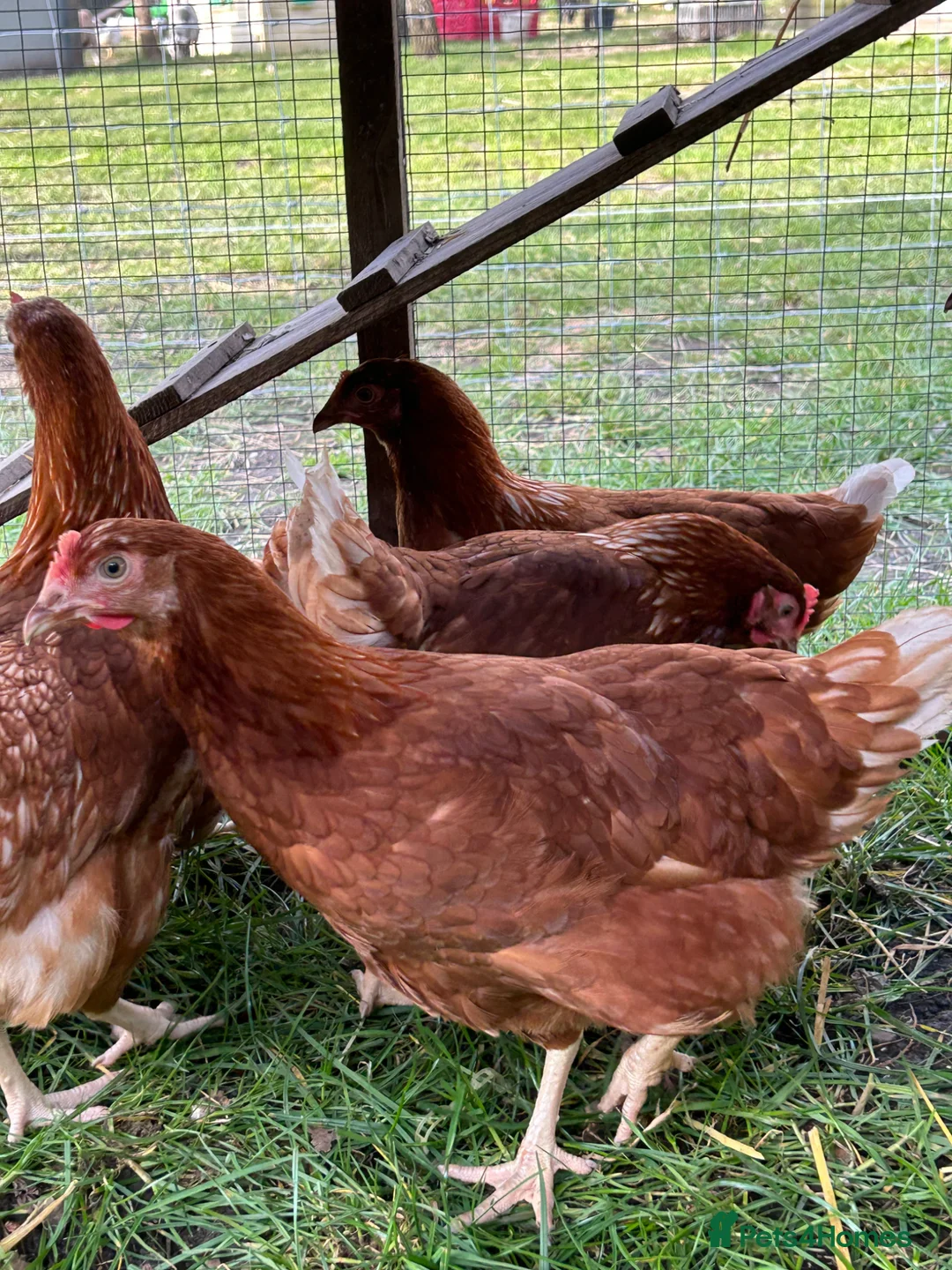 Chickens poultry for sale: Point of lay hen in Swaffham - Advert 4