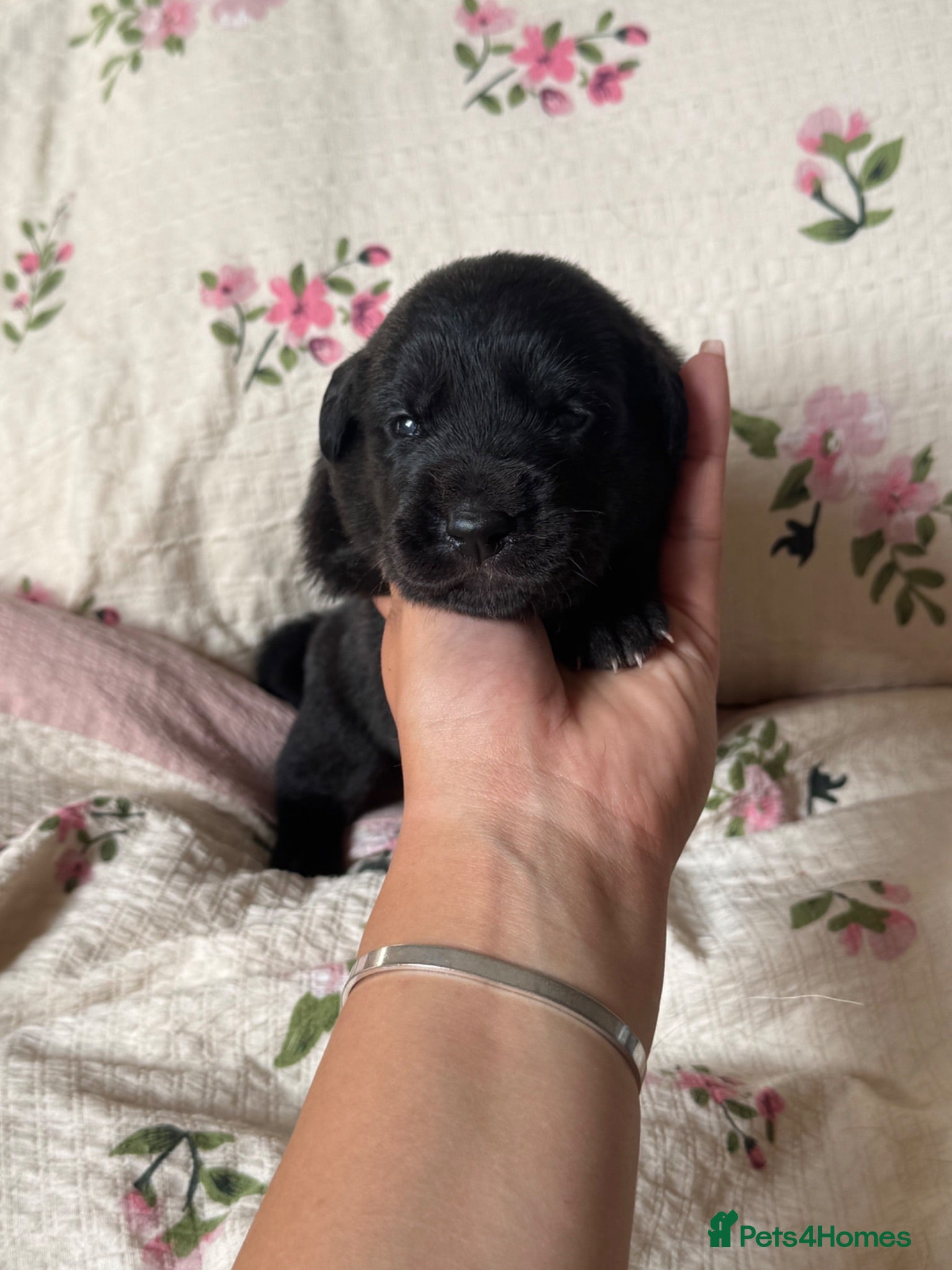 Borador dogs Boarder puppies  - Advert 1