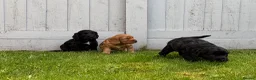 Cocker Spaniel dogs for sale: Stunning KC Reg Working Cocker spaniels 5* Homes - Advert 1