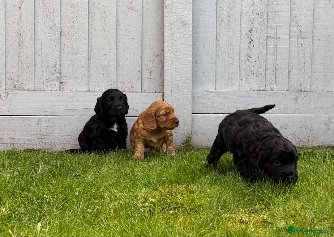 Cocker Spaniel dogs for sale: Stunning KC Reg Working Cocker spaniels 5* Homes - Advert 1