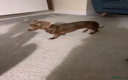 Miniature Dachshund dogs for sale: Miniature Dachshund puppies for sale     - Image 2