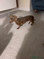 Miniature Dachshund dogs - Advert 10