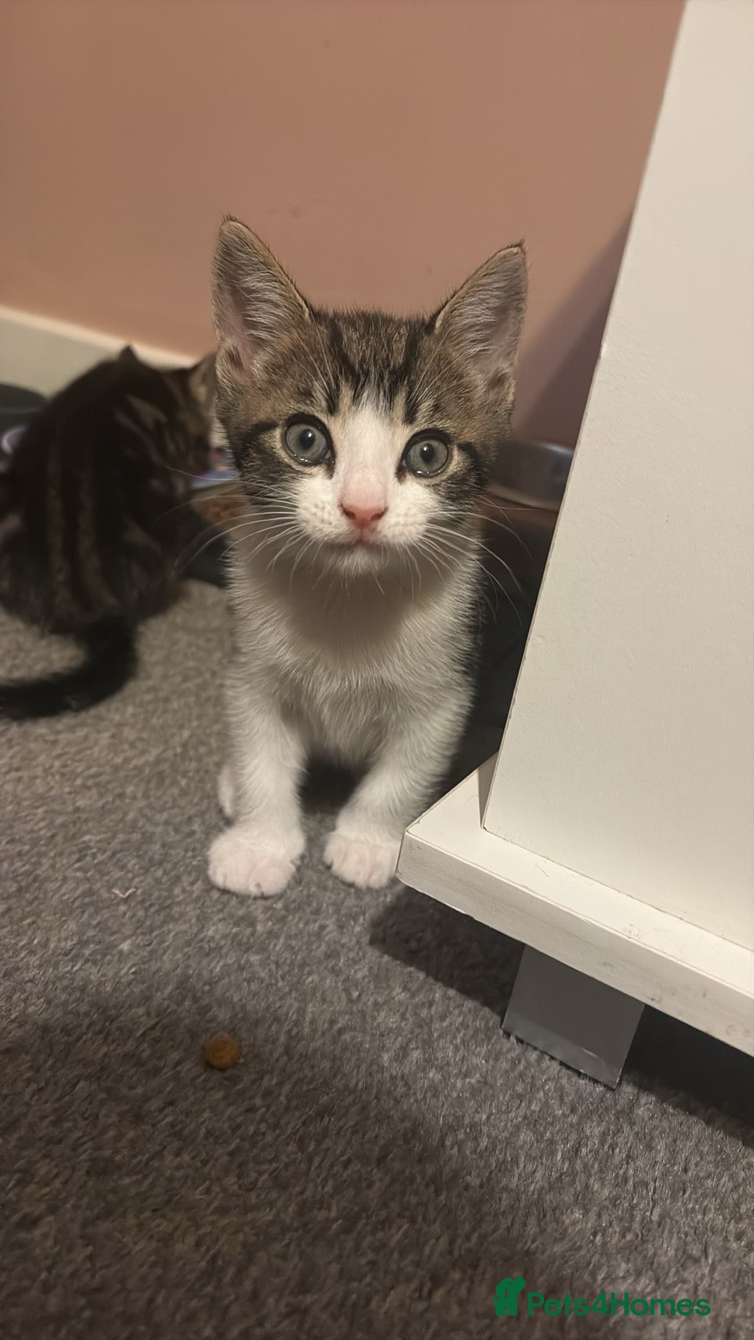 British Shorthair cats for sale: 2 tabby kittens  - Advert 3