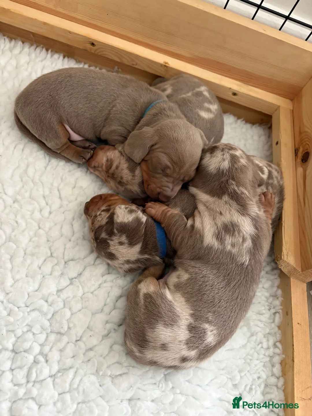 Miniature Dachshund dogs for stud: Minature dashound isabella and tan for stud in Alfreton - Advert 14