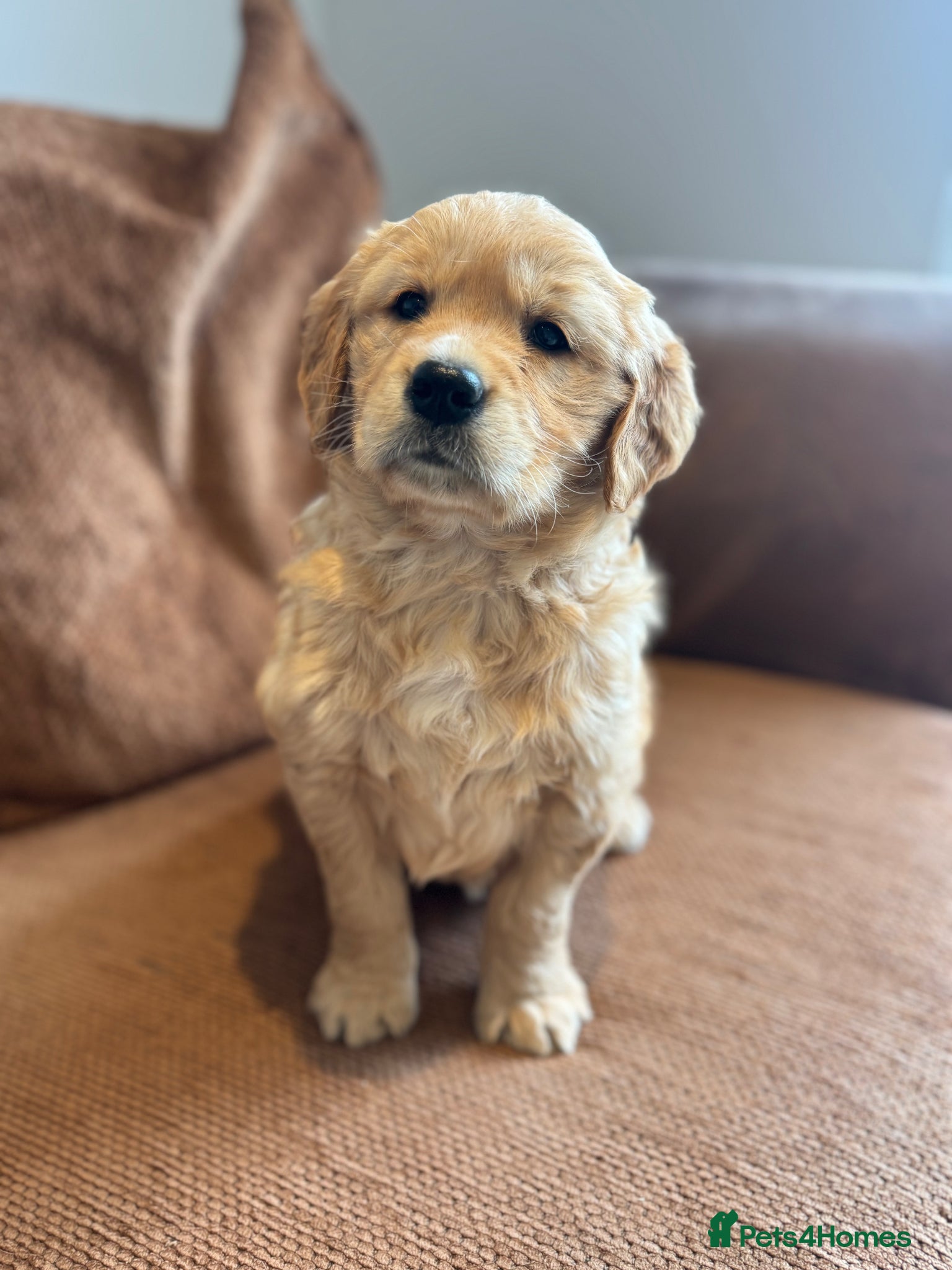 Golden Retriever dogs Gorgeous KC Golden Retrievers Health Tested  - Advert 1
