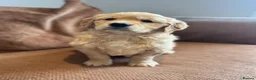 Golden Retriever dogs for sale: 1 Gorgeous Golden Retriever  Health Tested  - Advert 4