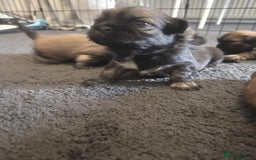 Shih Tzu dogs for sale: Shih tzus  - Image 19