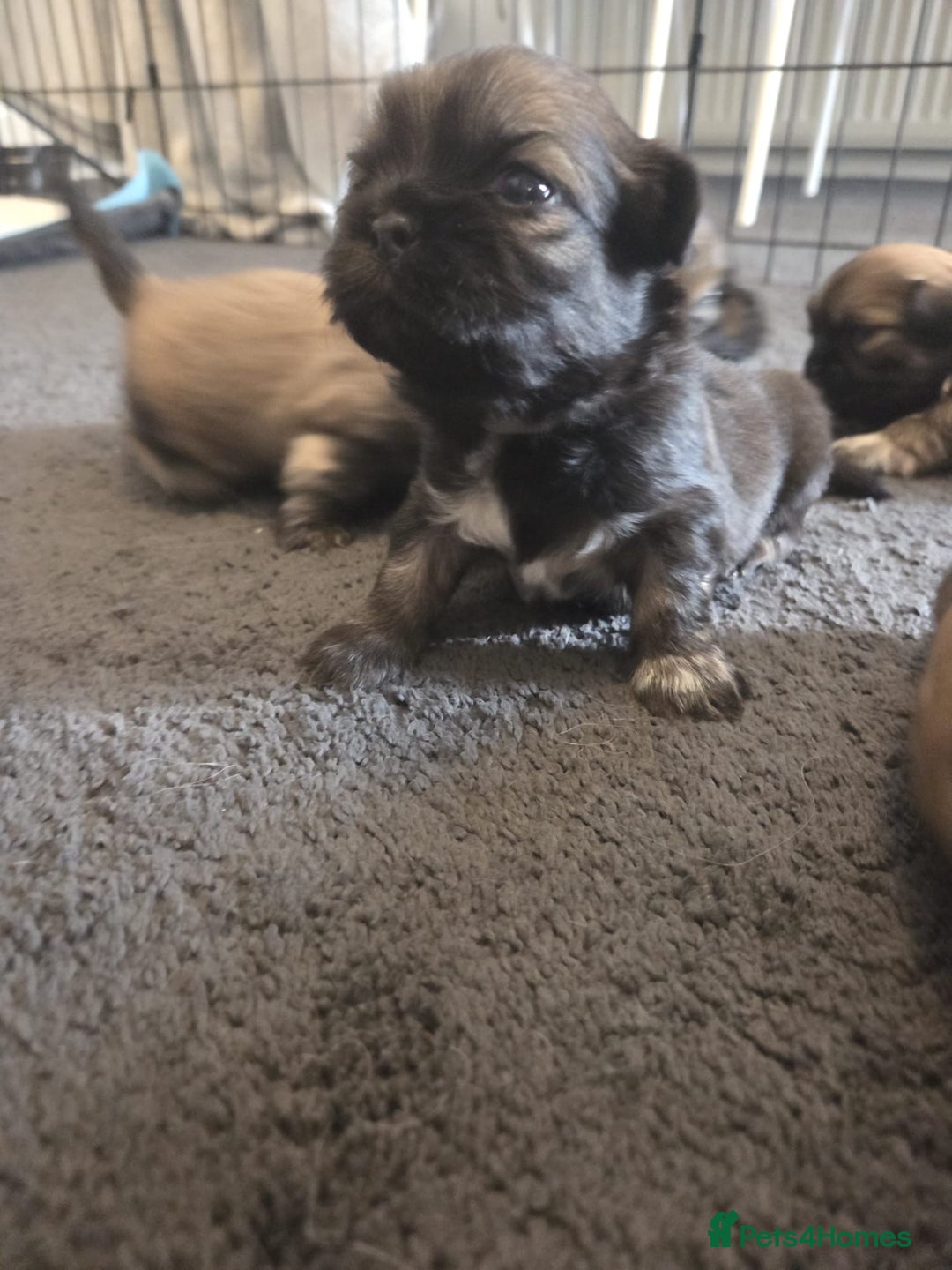 Shih Tzu dogs for sale: Shih tzus  - Image 19