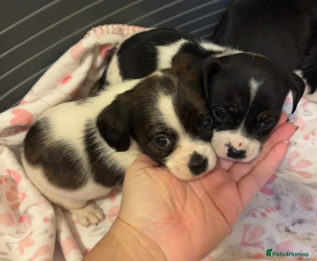 Mixed Breed dogs for sale: Lovely caver jack puppies for sale  - Advert 13