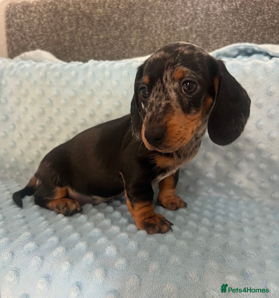Miniature Dachshund dogs for sale: *REDUCED* 2 stunning female pups left - Image 31