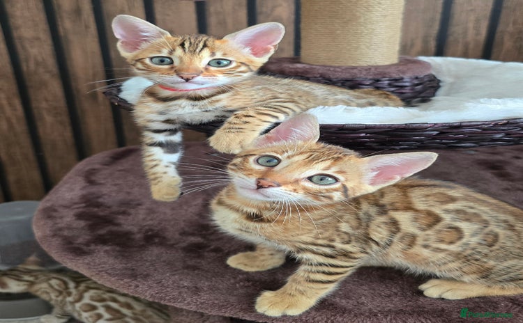 Bengal cats - Advert 2