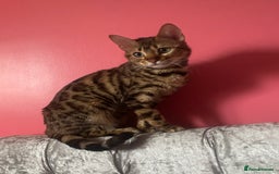 Bengal cats for sale: Silver and Brown Pedigree Bengal Kittens For Sale  - Image 25