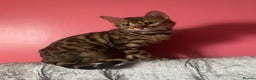 Bengal cats for sale: Silver and Brown Pedigree Bengal Kittens For Sale  - Advert 25