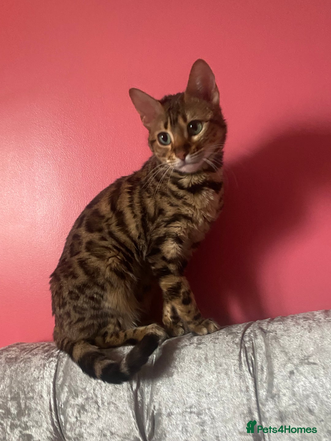Bengal cats for sale: Silver and Brown Pedigree Bengal Kittens For Sale  - Image 25