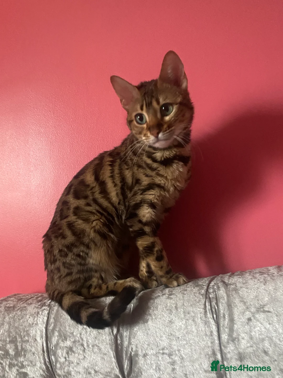 Bengal cats for sale: Silver and Brown Pedigree Bengal Kittens For Sale  - Advert 25