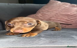 Miniature Dachshund dogs for sale: 5 gorgeous mini dachshund puppies - Image 15
