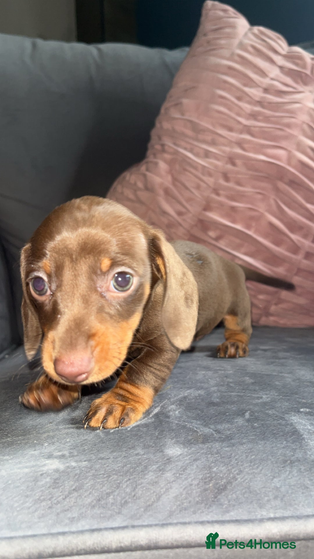 Miniature Dachshund dogs for sale: 5 gorgeous mini dachshund puppies - Image 15