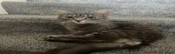 Mixed Breed cats for sale: 3 Male tabby kittens  - Advert 2