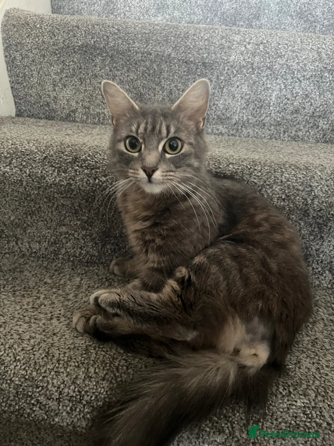 Mixed Breed cats for sale: 3 Male tabby kittens  - Advert 2
