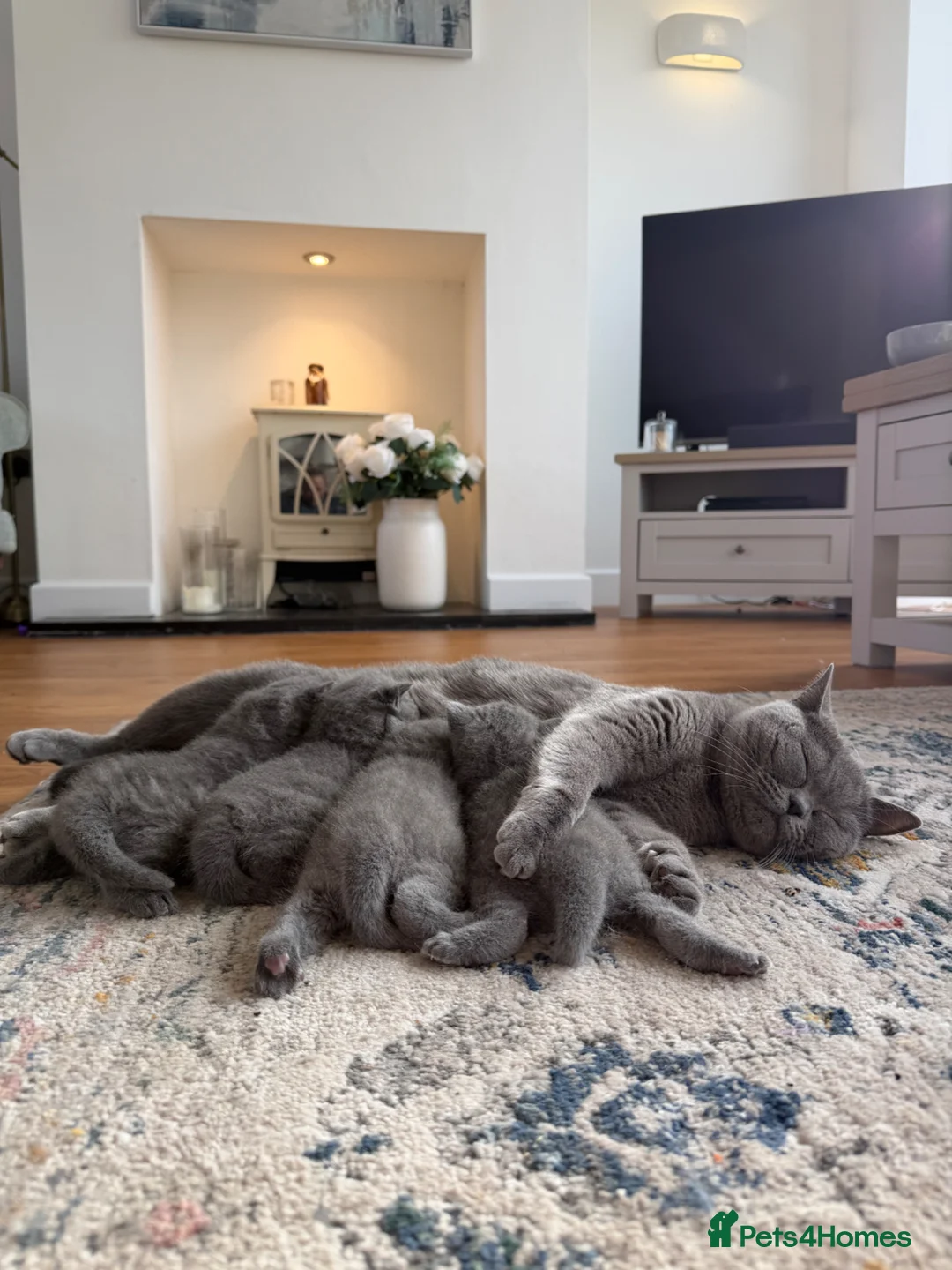 British Shorthair cats for sale: 3 BSH Kittens left! - Advert 1