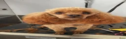 American Cocker Spaniel dogs for sale: American Cockapoo Puppies – Health Tested Parents in Wakefield - Advert 15