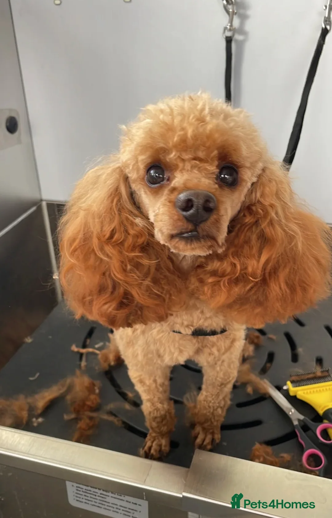 American Cocker Spaniel dogs for sale: American Cockapoo Puppies – Health Tested Parents in Wakefield - Advert 15