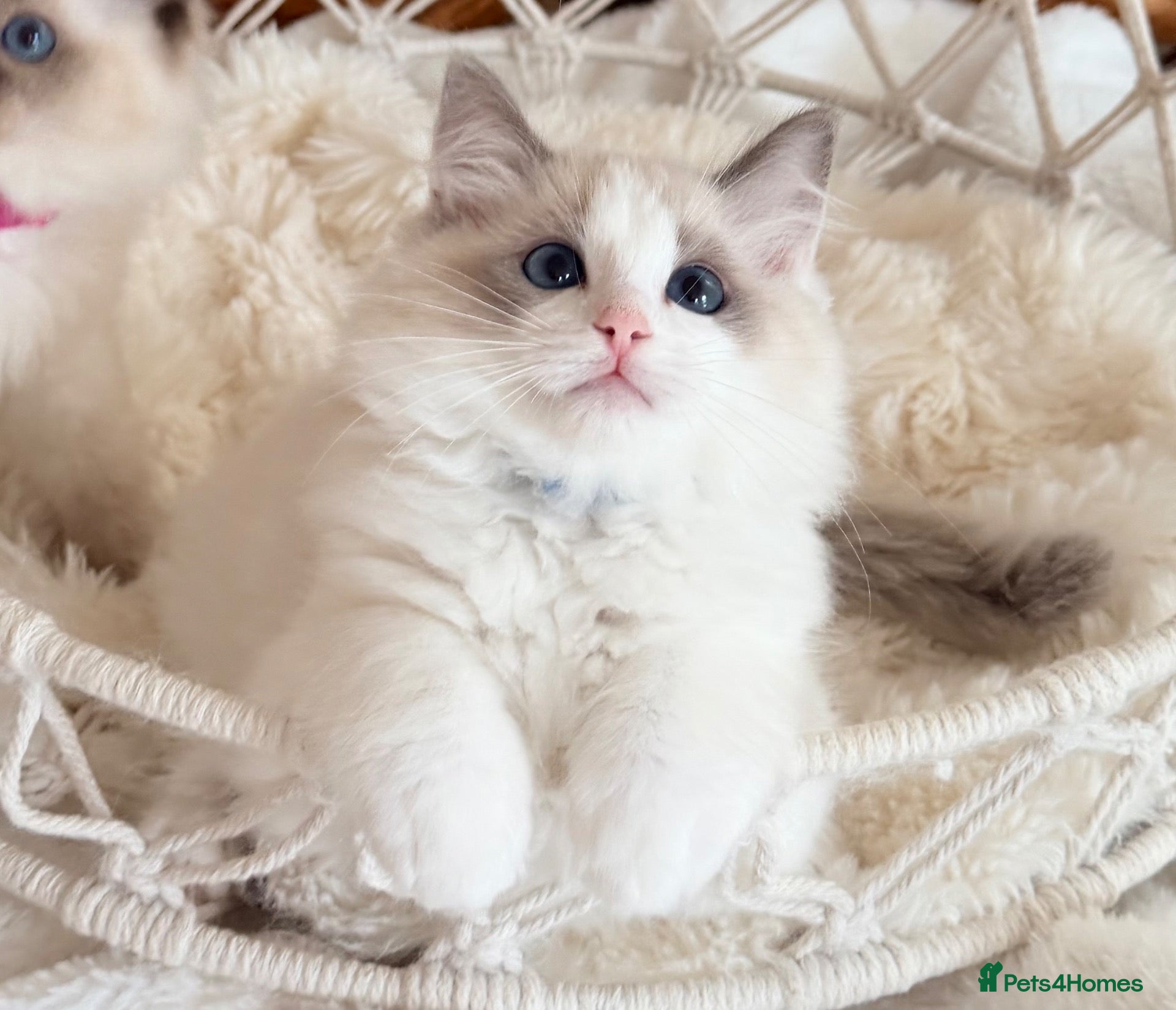 Ragdoll cats Show quality Ragdoll kittens from champion lines - Advert 1
