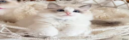 Ragdoll cats for sale: Show quality Ragdoll kittens from champion lines - Advert 1