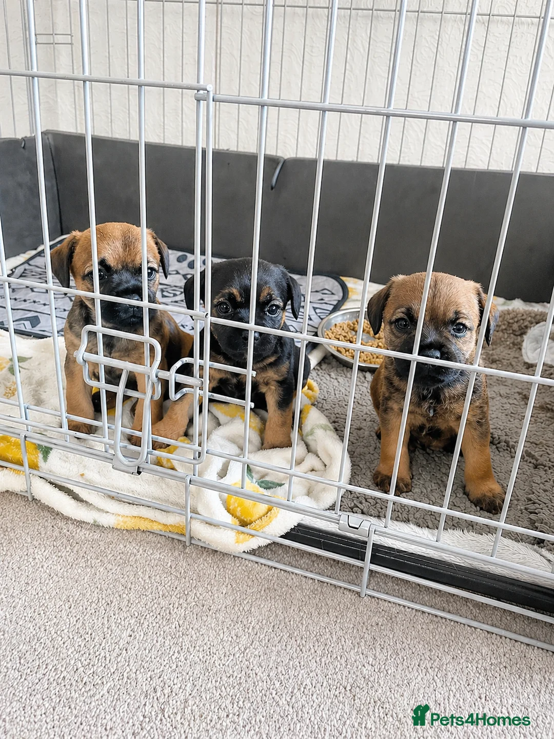 Border Terrier dogs for sale: Kc registered border terrier puppies for sale  - Advert 2