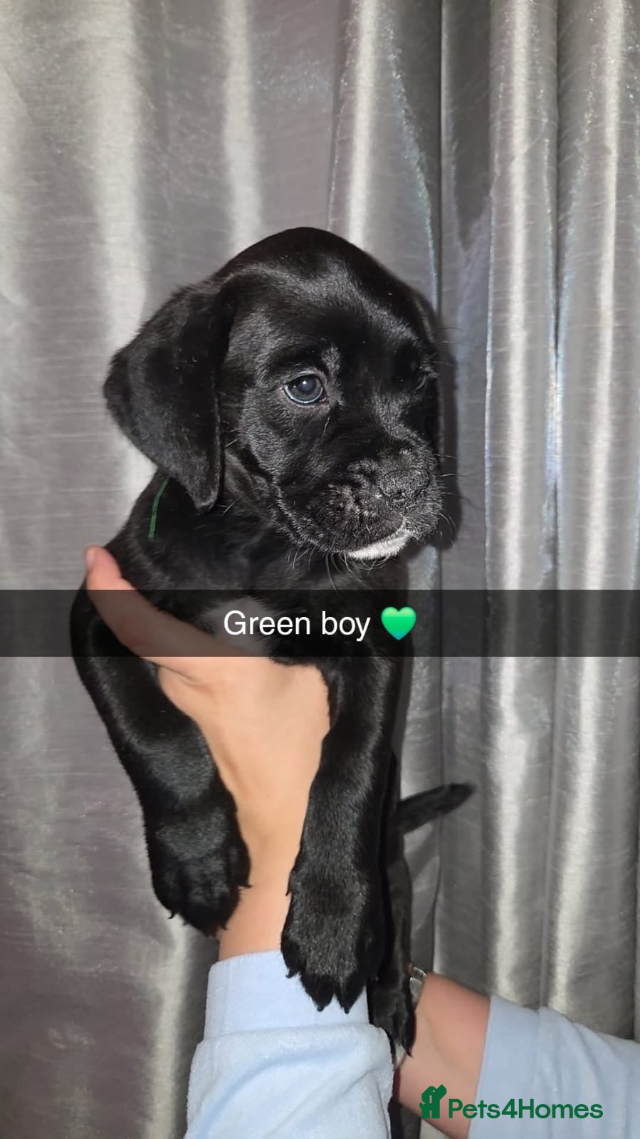Mixed Breed dogs ONLY 3 BOYS LEFT - RARE BREED BOXADOR PUPPIES - Advert 1