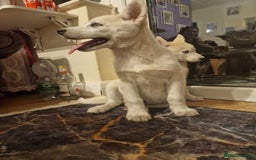 Siberian Husky dogs for sale: The last 2 from 6 siberian creamy husky  - Image 3